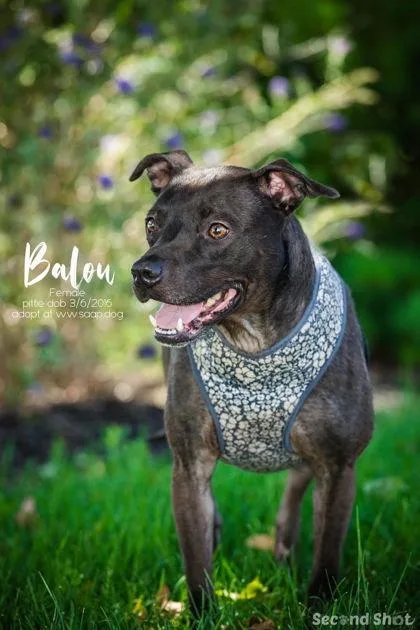 Balou thumbnail 2