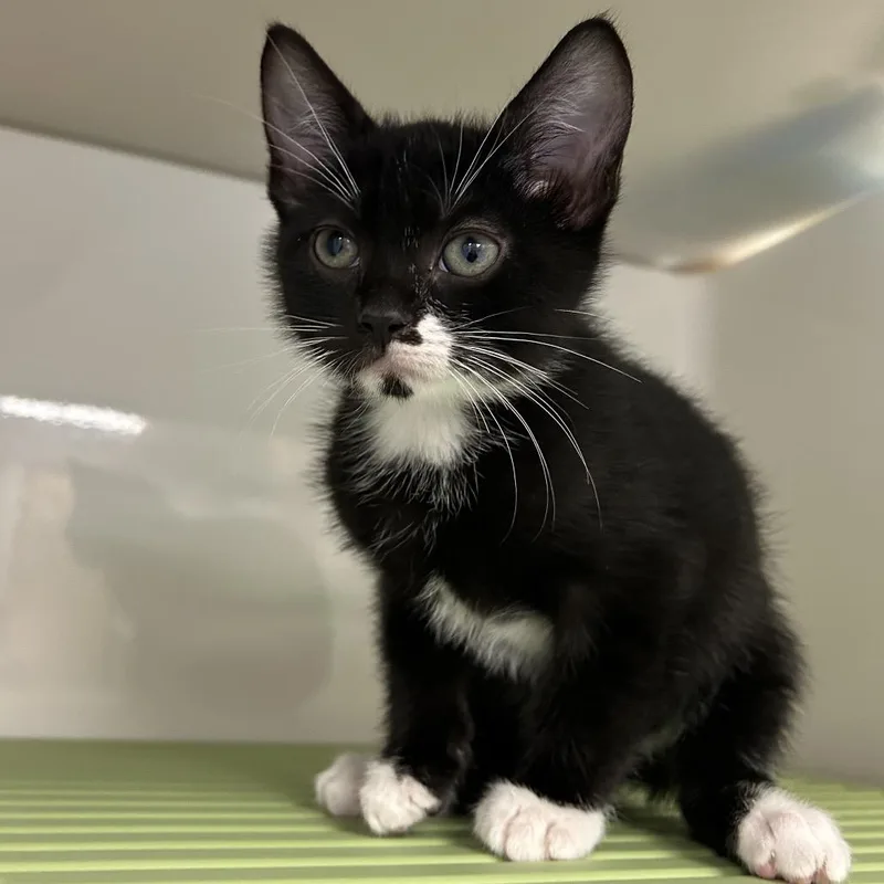 A baby small-sized male Domestic Short Hair cat named Little Guy for adoption in Watertown, NY