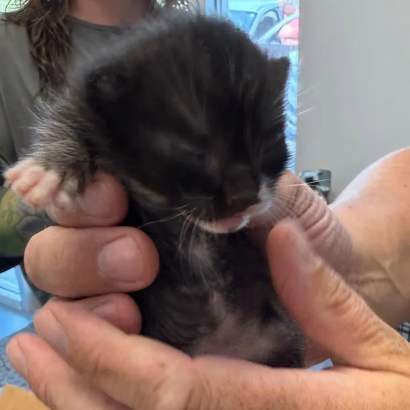 Little Guy thumbnail 2