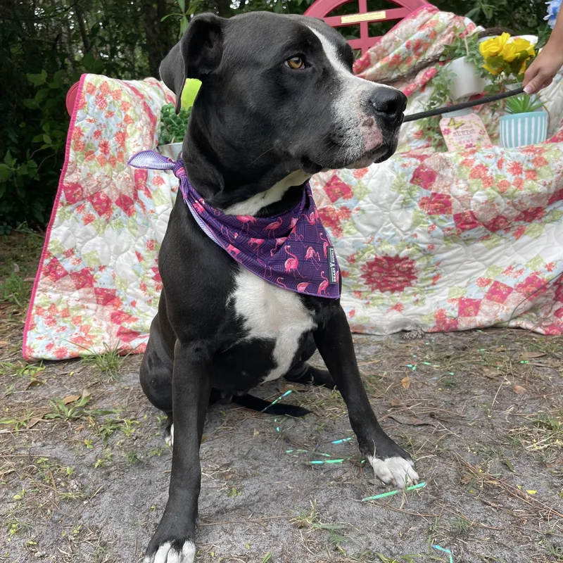An adult large-sized female American Staffordshire Terrier dog named Prim for adoption in Sebring, FL