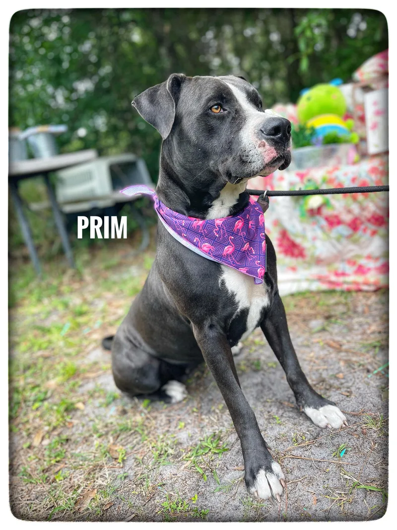 Prim thumbnail 2