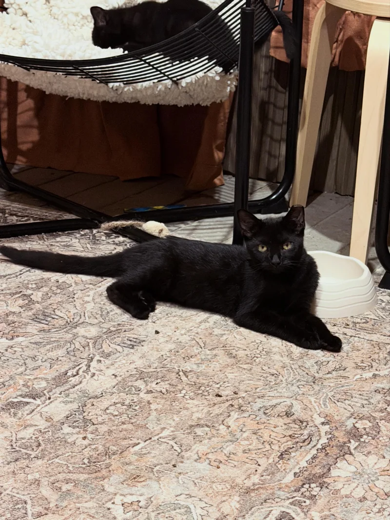 A young medium-sized male Domestic Short Hair cat named Eclipse & Shadow — for adoption in Athens, OH