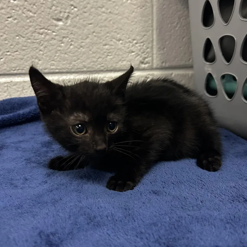 A baby small-sized male Black Domestic Short Hair cat named Watzit for adoption in Spruce Pine, NC