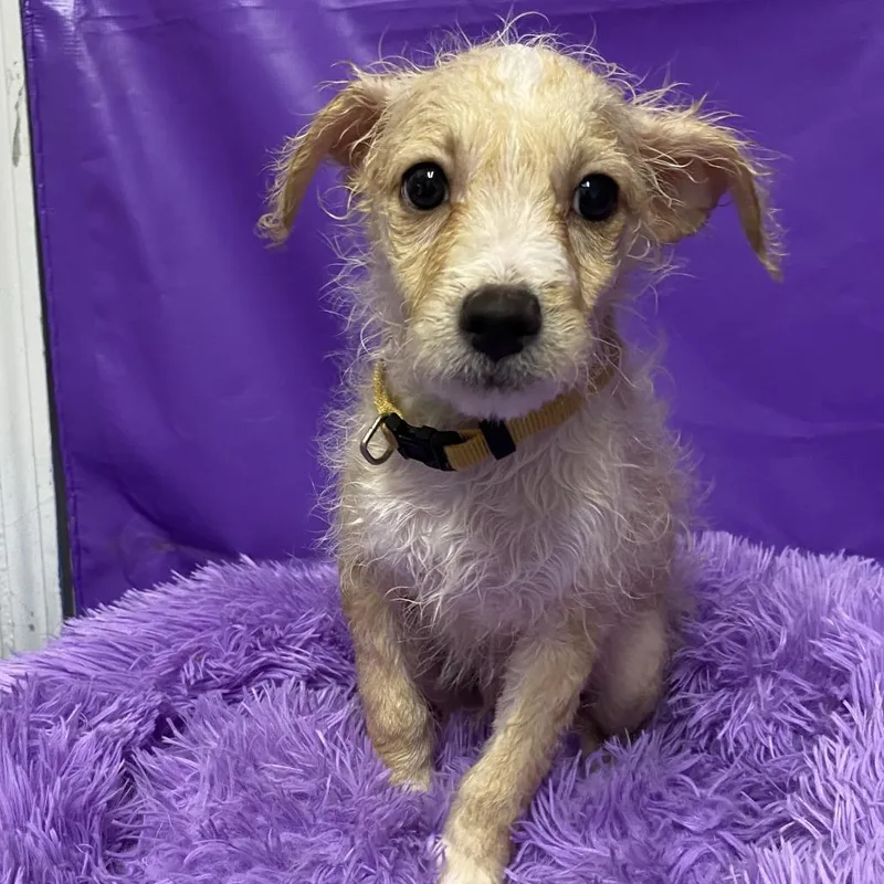 A baby small-sized male Yellow / Tan / Blond / Fawn Miniature Poodle dog named Hotdog for adoption in North Myrtle Beach, SC