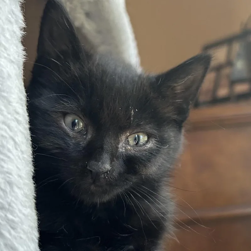A young small-sized female Black Domestic Long Hair cat named Bb for adoption in Klamath Falls, OR