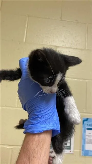 A baby small-sized male Domestic Short Hair cat named Ted for adoption in Sacramento, CA
