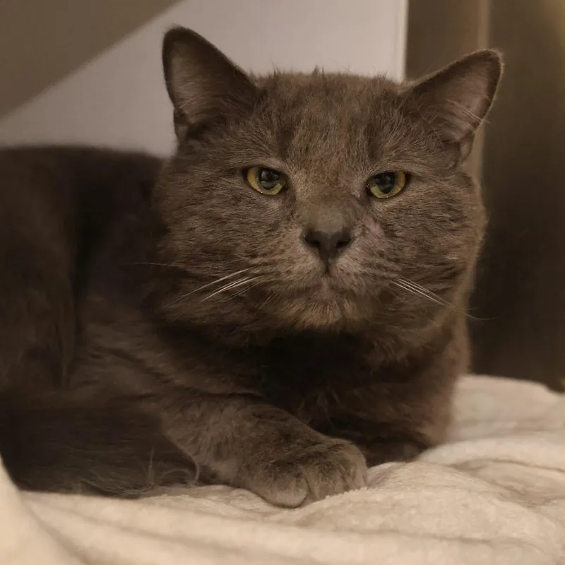 An adult large-sized male Gray / Blue / Silver Domestic Short Hair cat named Astro for adoption in Briarcliff Manor, NY