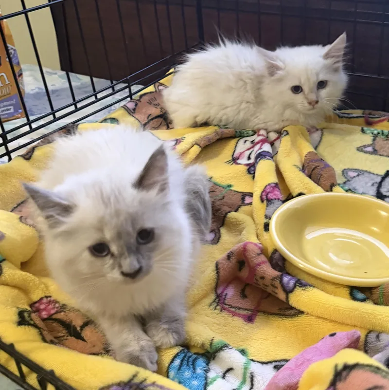 A baby medium-sized female Blue Point Siamese cat named Dolly and Dotty for adoption in Pendleton, OR