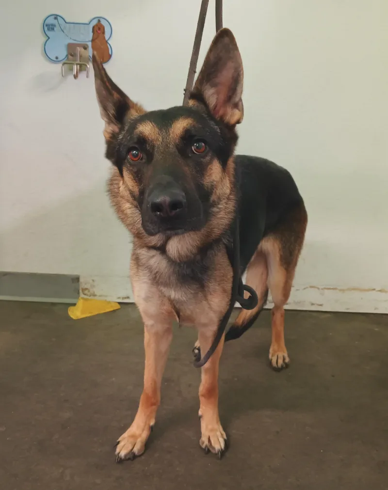 An adult large-sized male German Shepherd Dog dog named Curtis for adoption in Los Angeles, CA