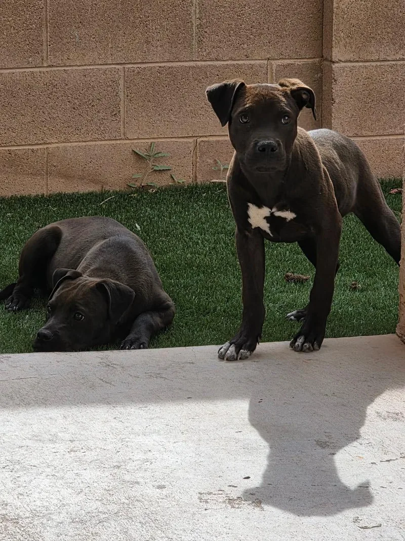 A baby medium-sized male Black American Staffordshire Terrier dog named Brother for adoption in Albuquerque, NM