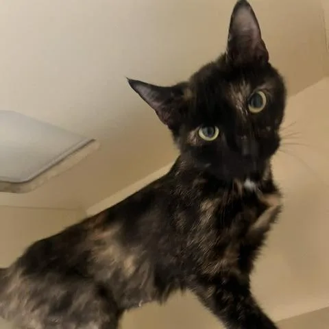 An adult medium-sized female Black Domestic Short Hair cat named Selene for adoption in Dayton, OH