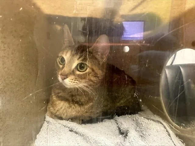 A young large-sized female Domestic Short Hair cat named Kikimom for adoption in Kent, WA