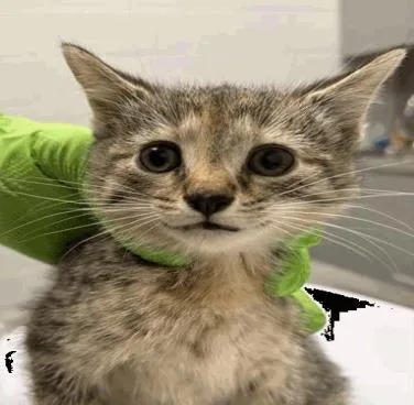 A young small-sized female Tabby (Brown / Chocolate) Domestic Short Hair cat named Undertaker for adoption in Cincinnati, OH