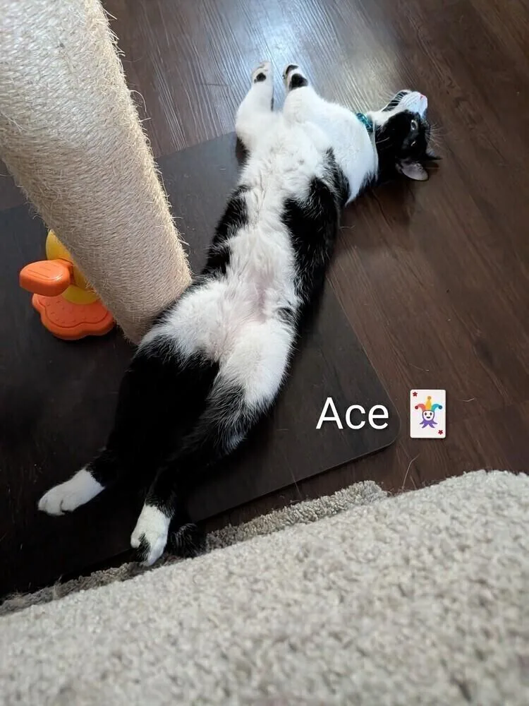 A young small-sized male Black & White / Tuxedo Domestic Short Hair cat named Ace for adoption in Walla Walla, WA