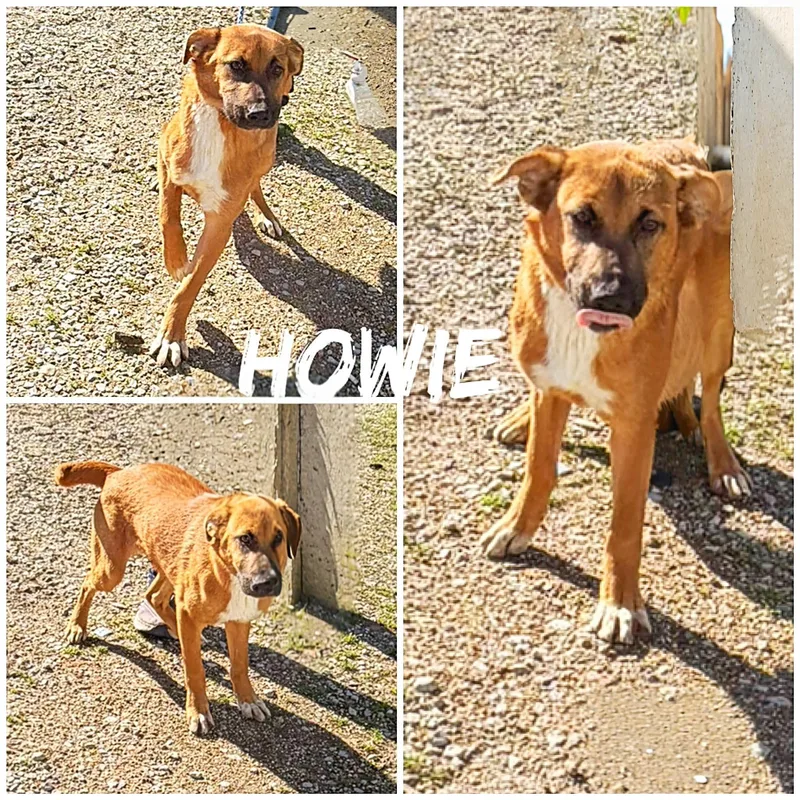 A young medium-sized male Brown / Chocolate Shepherd dog named Howie for adoption in Saint James, MO