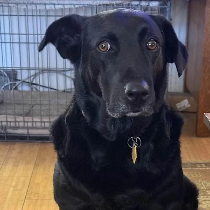 An adult large-sized female Labrador Retriever dog named Augie Dog for adoption in Madrid, IA