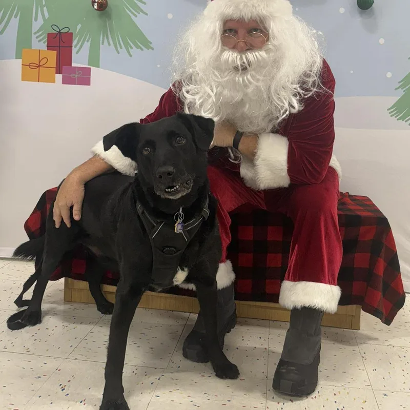 Augie Dog thumbnail 2