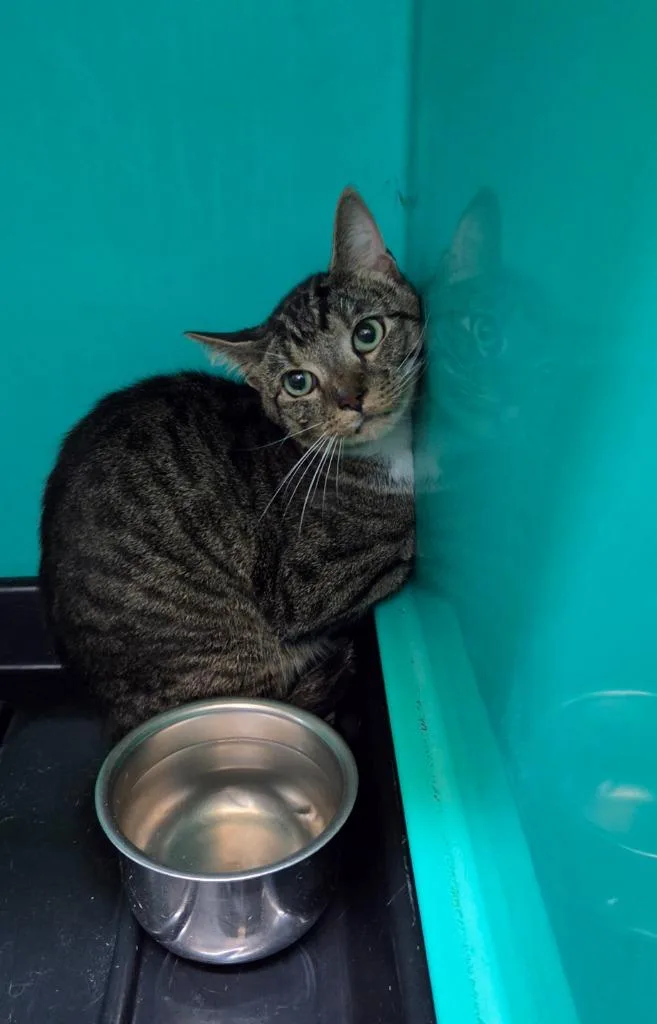 A young medium-sized male Domestic Short Hair cat named Taco for adoption in Shelbyville, TN