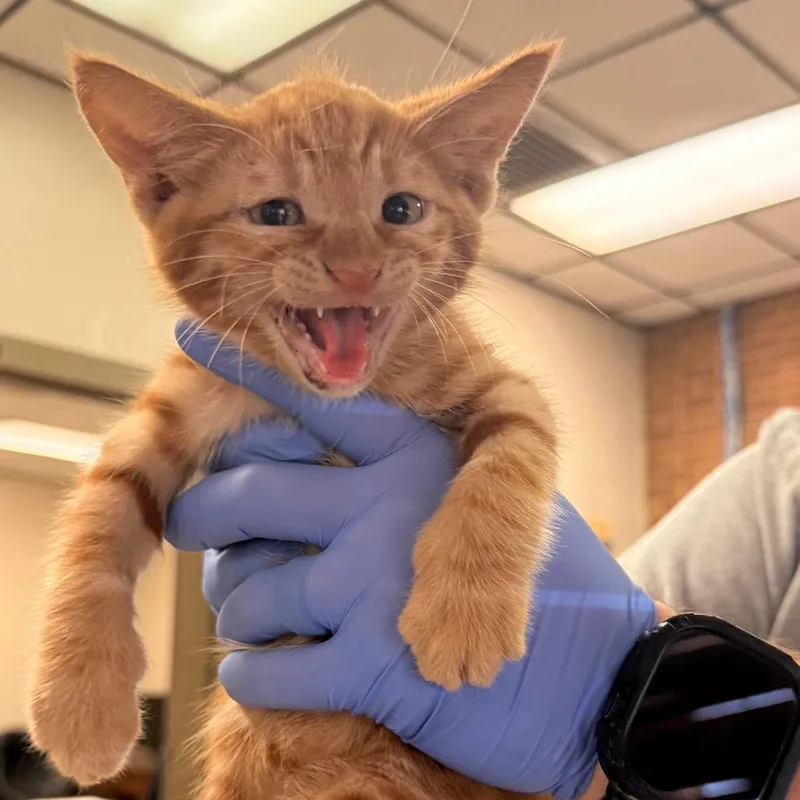 A baby small-sized male Orange / Red Domestic Short Hair cat named Kizer for adoption in Birmingham, AL