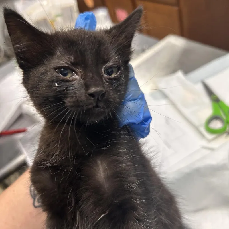A baby small-sized female Black Domestic Short Hair cat named Jaguar for adoption in Summerville, SC