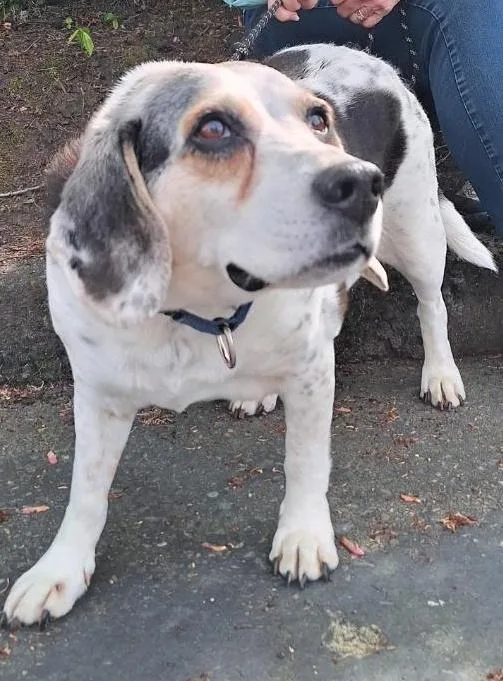 A senior medium-sized female Tricolor (Brown, Black, & White) Beagle dog named Ladybug for adoption in Salem, OR