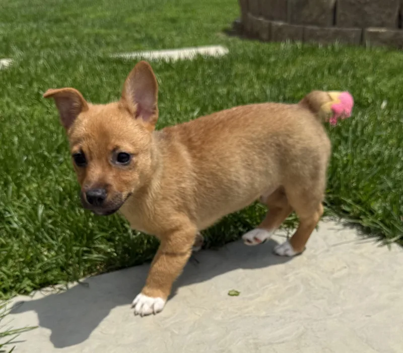 A young small-sized male Corgi dog named Pickles for adoption in Brazil, IN