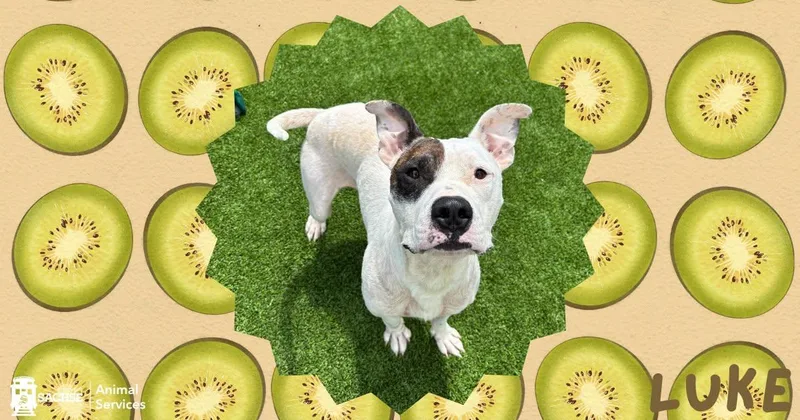 An adult medium-sized male Black Pit Bull Terrier dog named Luke for adoption in Sachse, TX