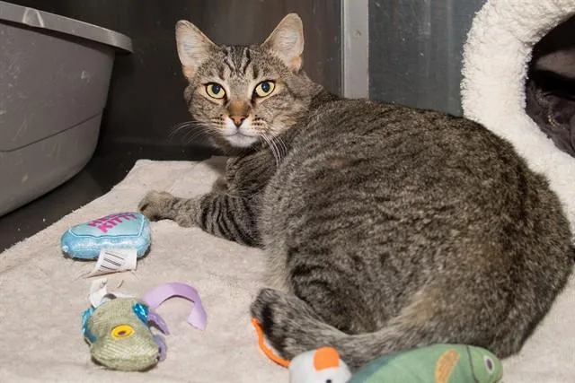 A young medium-sized female Domestic Short Hair cat named Koukla Lily for adoption in Santa Monica, CA