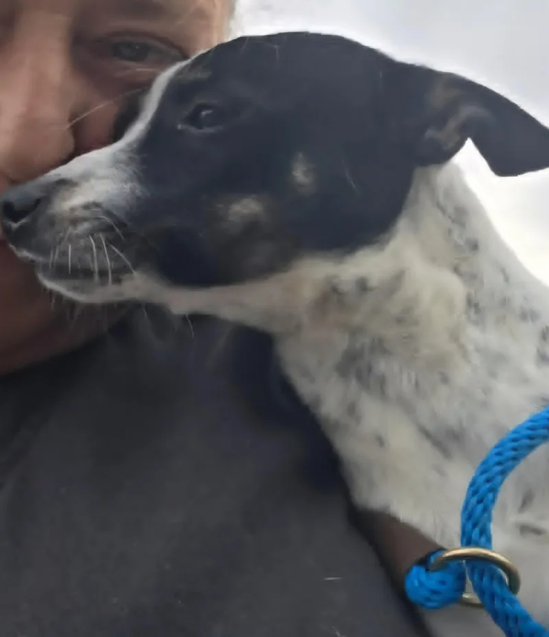 An adult small-sized female Chihuahua dog named Connie for adoption in Tacoma, WA