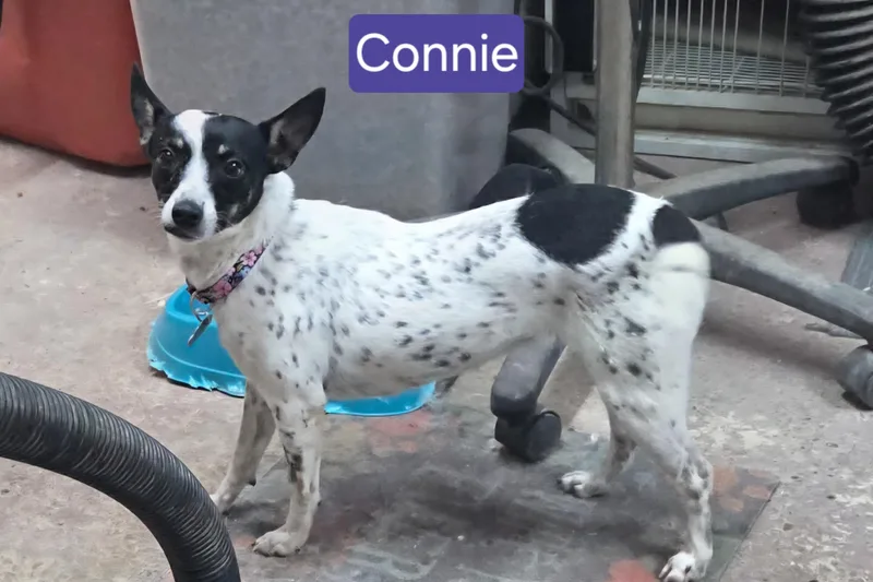 Connie thumbnail 2