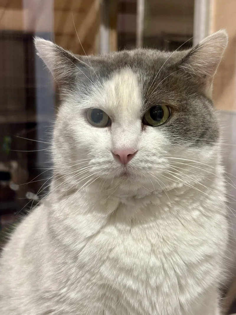 An adult large-sized male Gray & White Domestic Short Hair cat named Dobey for adoption in Shenandoah, IA