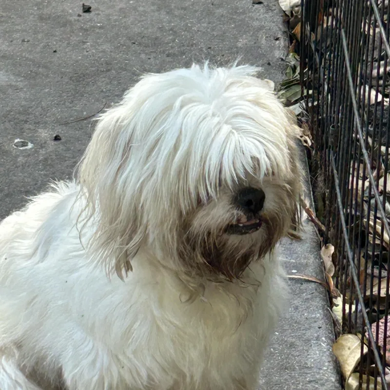 A young small-sized female White / Cream Lhasa Apso dog named Missy Lhasa for adoption in Sarasota, FL