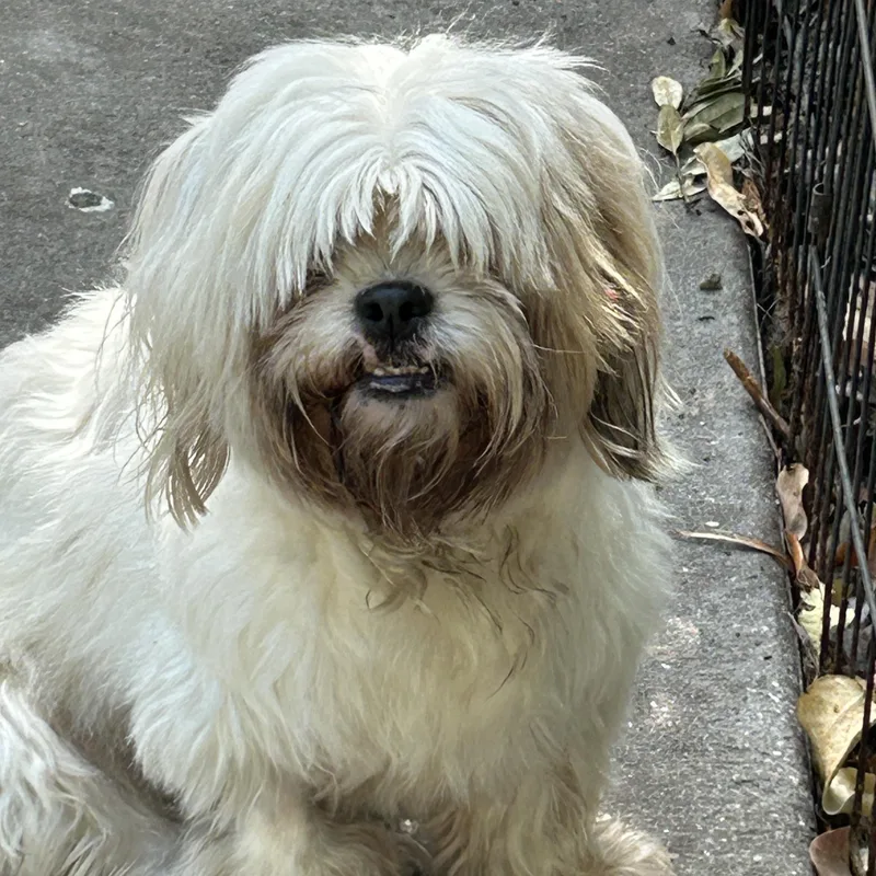 Missy Lhasa thumbnail 2
