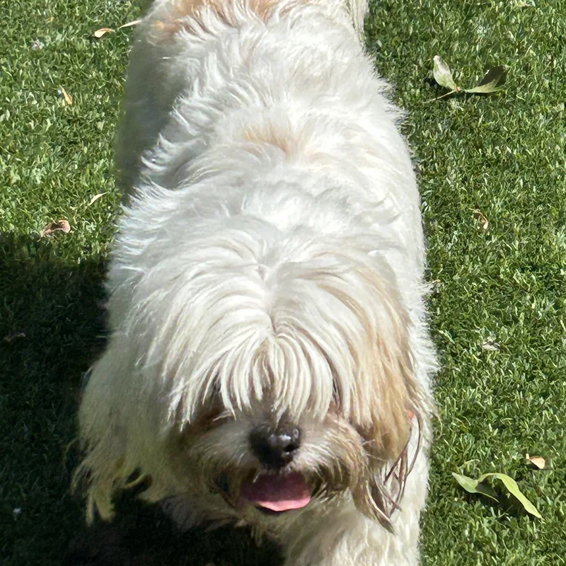 Missy Lhasa thumbnail 3