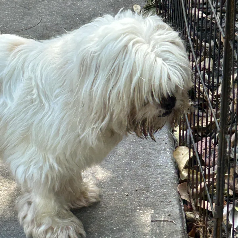 Missy Lhasa thumbnail 4
