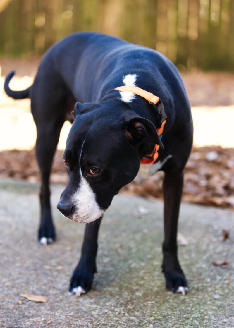 An adult medium-sized female Black Boxer dog named Harley for adoption in Chamblee, GA