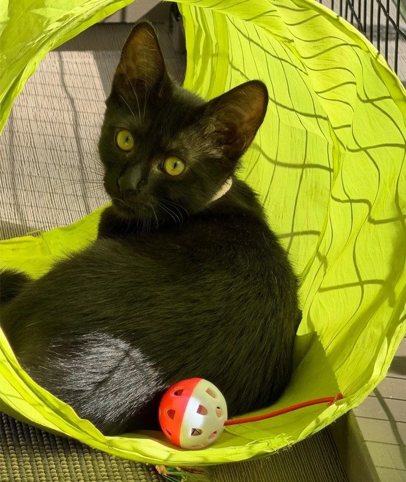 A baby medium-sized female Black Bombay cat named Lavender for adoption in Walnut Creek, CA