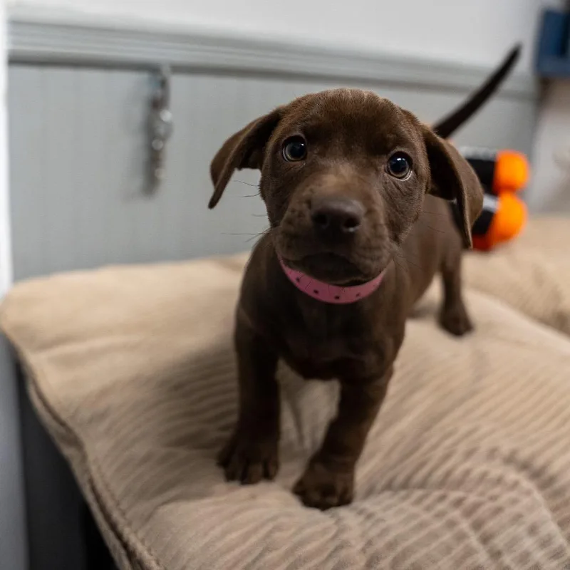 A baby medium-sized female Brown / Chocolate Terrier dog named Turkey for adoption in Pawling, NY