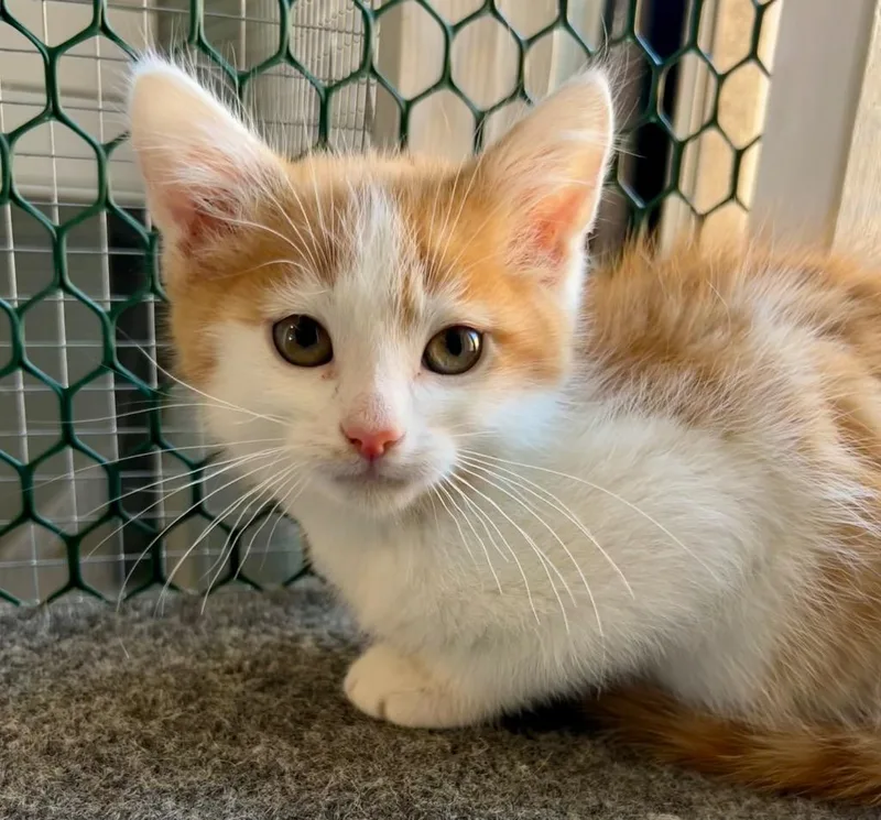 A baby small-sized male Domestic Short Hair cat named Lewis for adoption in Cottonwood, AZ