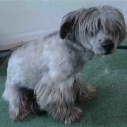 An adult small-sized male Gray / Blue / Silver Maltese dog named Victor for adoption in Long Beach, CA
