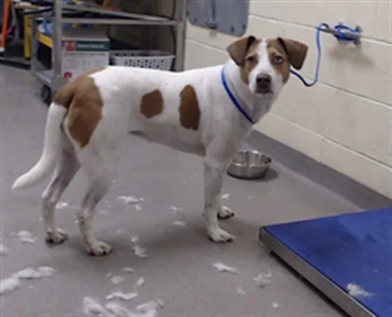 An adult medium-sized female Hound dog named Lulu for adoption in Denver, CO