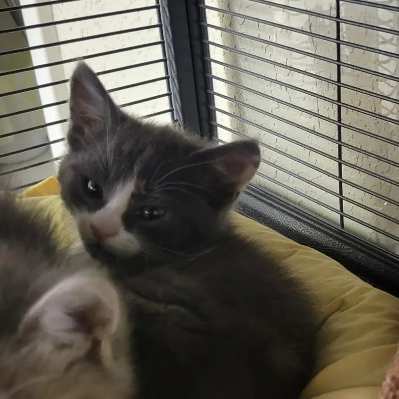 A baby small-sized female Calico Domestic Short Hair cat named Miso for adoption in Willows, CA