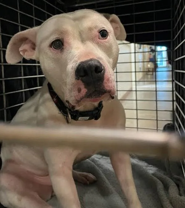 An adult large-sized unknown Pit Bull Terrier dog named Daisy for adoption in Austin, TX