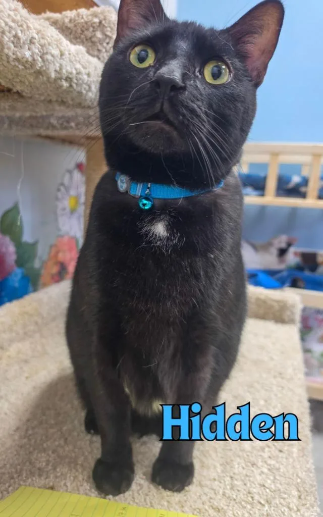 An adult medium-sized male Domestic Short Hair cat named Hidden for adoption in Rome, GA