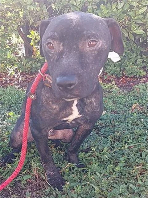 An adult large-sized male American Staffordshire Terrier dog named Dalton for adoption in Fort Lauderdale, FL
