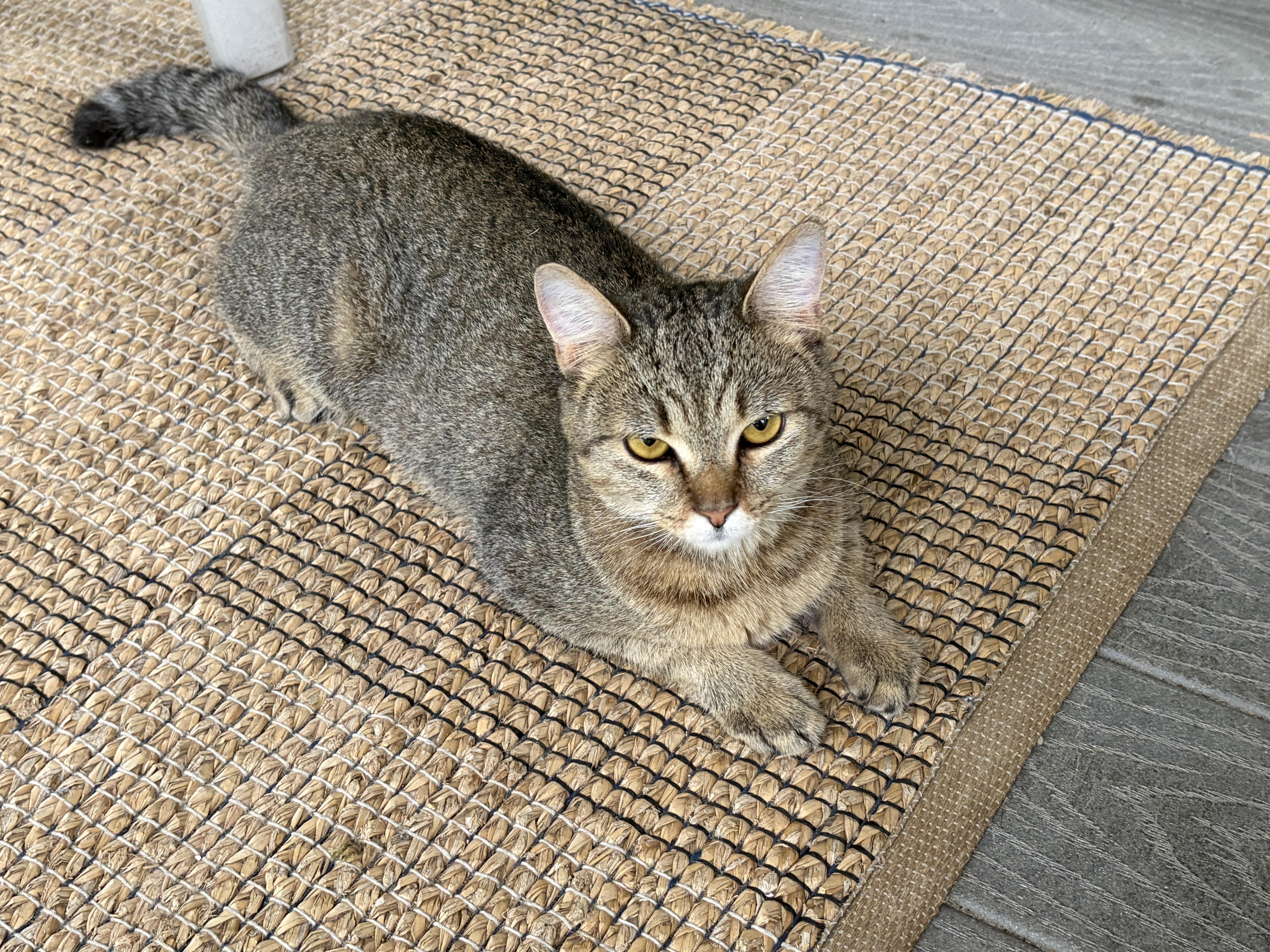 A young medium-sized female Tabby (Brown / Chocolate) Domestic Short Hair cat named Dakota for adoption in Beltsville, MD