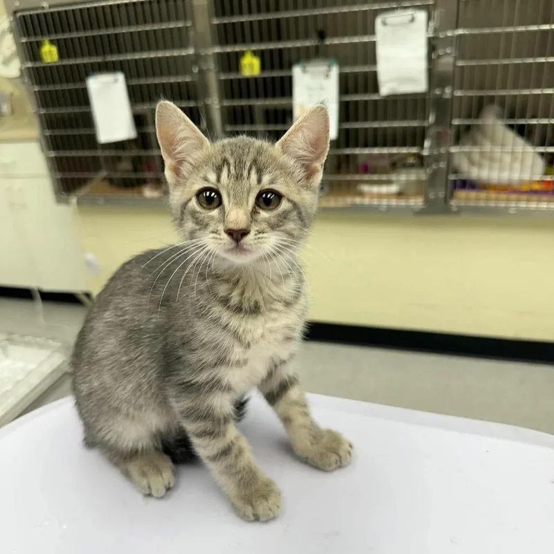 A baby small-sized male Domestic Short Hair cat named Malloy _ for adoption in Bastrop, TX