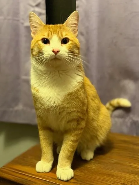 Maverick thumbnail 2