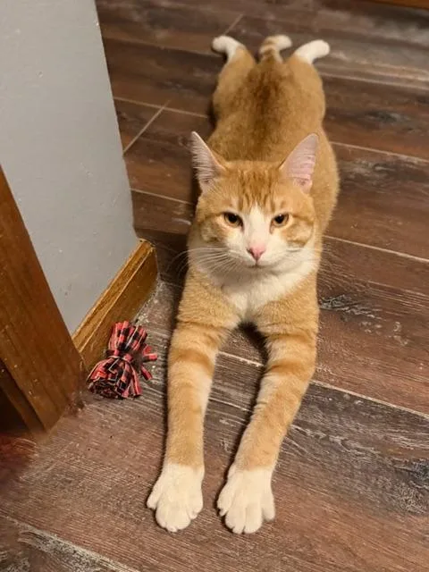 Maverick thumbnail 3