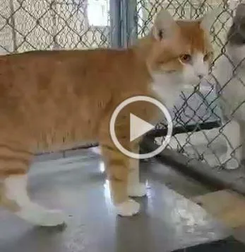 Maverick thumbnail 4